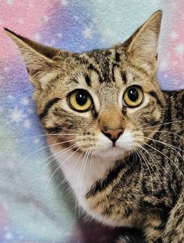 Ginger - Rancho Cucamonga PetSmart -  Domestic Short Hair Cat for Adoption in Yorba Linda, California - Ginger - Rancho Cucamonga PetSmart | PetCurious