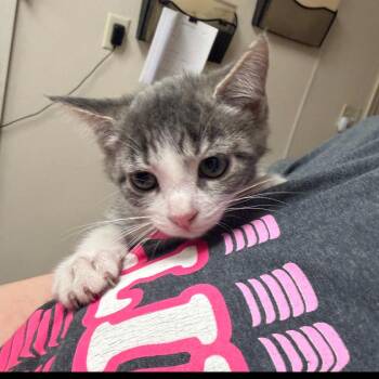 Alps -  Domestic Short Hair Cat for Adoption in Pekin, Illinois - Alps | PetCurious