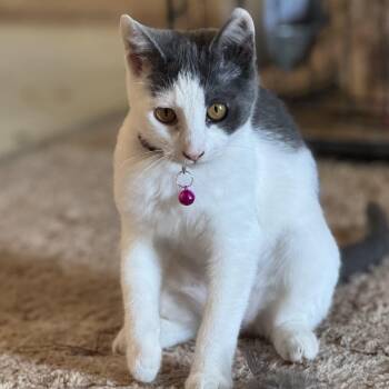 Domestic Short Hair Cats Available for Adoption in Ellensburg, Washington - Syrah | PetCurious