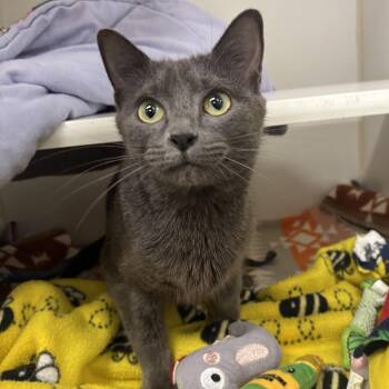 Kelp -  Domestic Short Hair Cat for Adoption in Reisterstown, Maryland - Kelp | PetCurious