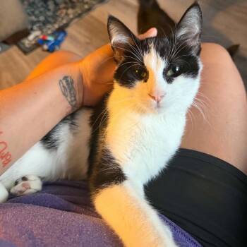 Tettegouche -  Domestic Short Hair Cat for Adoption in Buffalo, Minnesota - Tettegouche | PetCurious
