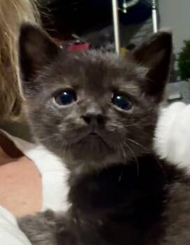 Roman - available early September -  Domestic Short Hair Cat for Adoption in Houston, Texas - Roman - Available Early September | PetCurious