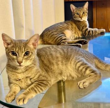 Rescue Domestic Short Hair and Abyssinian Cats for Adoption in Boca Raton, Florida - Lucas & Leila - BONDED SIBLINGS | PetCurious