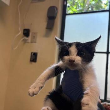 Chile De Arbol -  Domestic Short Hair Cat for Adoption in Pasadena, California - Chile De Arbol | PetCurious