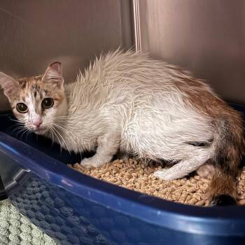 Stereo - Adoptable Barn Cat -  Domestic Short Hair Cat for Adoption in Flagstaff, Arizona - Stereo - Adoptable Barn Cat | PetCurious