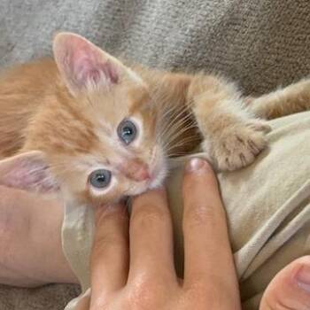 Cinnamon -  Domestic Short Hair Cat for Adoption in Columbia, Missouri - Cinnamon | PetCurious