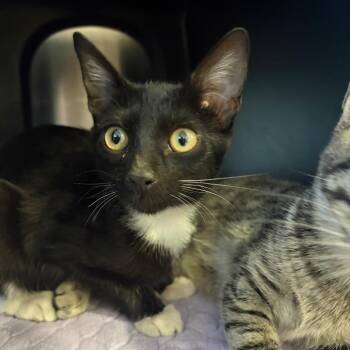 Rogue -  Domestic Short Hair Cat for Adoption in Spokane, Washington - Rogue | PetCurious