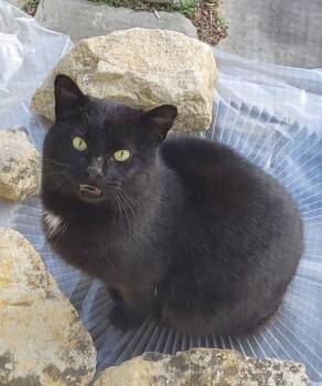 Domestic Short Hair Cats Available for Adoption in Dayton, Ohio - Xaden | PetCurious