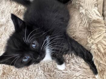 Nikki -  Domestic Short Hair and Tuxedo Cat for Adoption in Greensboro, North Carolina - Nikki | PetCurious