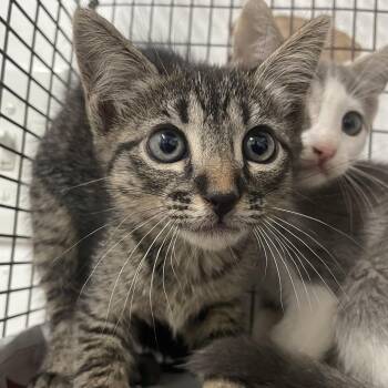 Genesis -  Domestic Short Hair Cat for Adoption in Edinburg, Texas - Genesis | PetCurious
