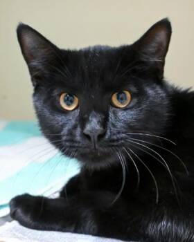 Bridgeport -  Domestic Short Hair Cat for Adoption in Chamblee, Georgia - Bridgeport | PetCurious