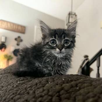 Gorgeous Gigi -  Tabby and Domestic Medium Hair Cat for Adoption in Burlington, North Carolina - Gorgeous Gigi | PetCurious