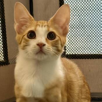 Tahini -  Domestic Short Hair Cat for Adoption in New York, New York - Tahini | PetCurious