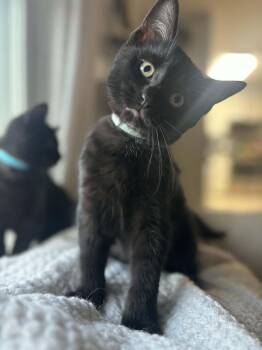 Jax -  Domestic Short Hair Cat for Adoption in Campbellsville, Kentucky - Jax | PetCurious