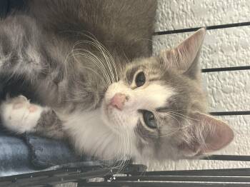 Rescue Domestic Short Hair Cats for Adoption in Boca Raton, Florida - George 0040 | PetCurious