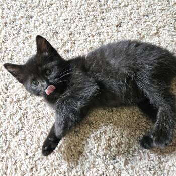 Rescue Domestic Short Hair Cats for Adoption in Fairway, Kansas - Fig | PetCurious