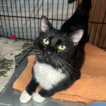 Owl -  Domestic Short Hair Cat for Adoption in Bismarck, North Dakota - Owl | PetCurious