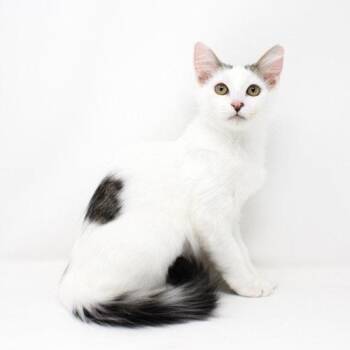 Lauren Conrad -  Domestic Short Hair Cat for Adoption in Florence, Arizona - Lauren Conrad | PetCurious