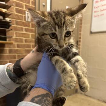 Turtle -  Domestic Short Hair Cat for Adoption in Birmingham, Alabama - Turtle | PetCurious