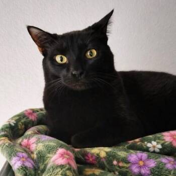 Domestic Short Hair Cats Available for Adoption in Charleston, South Carolina - Inky | PetCurious