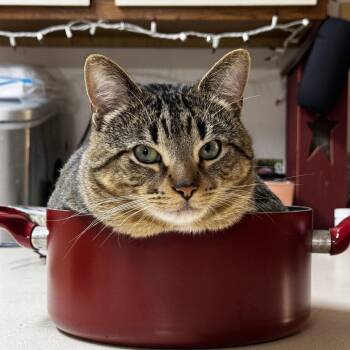 Ignatius (Iggy) -  Domestic Short Hair Cat for Adoption in Oshkosh, Wisconsin - Ignatius (Iggy) | PetCurious