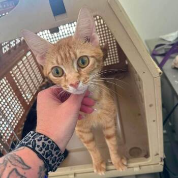 Gigi -  Domestic Short Hair Cat for Adoption in Madison, Wisconsin - Gigi | PetCurious