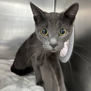 Sheeba -  Domestic Short Hair Cat for Adoption in Newark, New Jersey - Sheeba | PetCurious