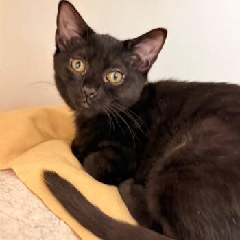 Delta -  Domestic Short Hair Cat for Adoption in Cumming, Georgia - Delta | PetCurious
