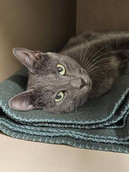 MONET -  Domestic Short Hair Cat for Adoption in Clyde, North Carolina - MONET | PetCurious