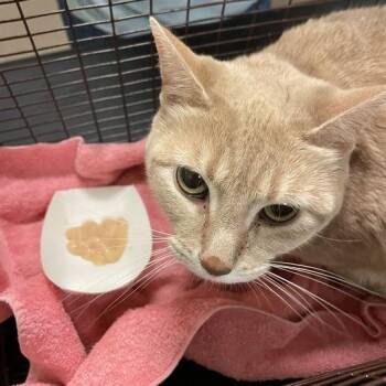 Cumin -  Domestic Short Hair and Mixed Breed Cat for Adoption in Chicago, Illinois - Cumin | PetCurious