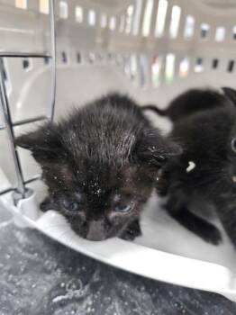 Domestic Short Hair Cats Available for Adoption in Palmetto, Florida - A135044 | PetCurious