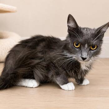 Celina -  Domestic Medium Hair Cat for Adoption in Tustin, California - Celina | PetCurious
