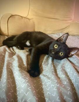 Peanut Butter -  Domestic Short Hair Cat for Adoption - Peanut Butter | PetCurious