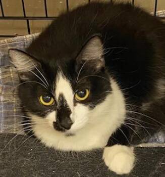 Ronni - gorgeous fluffy sweet girl -  Domestic Medium Hair Cat for Adoption in Southern Pines, North Carolina - Ronni - Gorgeous Fluffy Sweet Girl | PetCurious