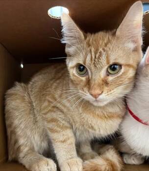 Tank Top -  Domestic Short Hair Cat for Adoption in Westland, Michigan - Tank Top | PetCurious