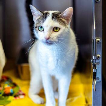 Rescue Domestic Short Hair Cats for Adoption - Pearl | PetCurious