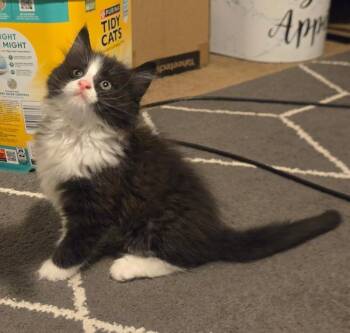 Geode -  Domestic Medium Hair Cat for Adoption - Geode | PetCurious