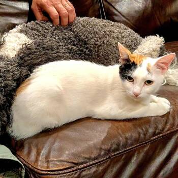 Pebbles -  Domestic Short Hair Cat for Adoption in Sequatchie, Tennessee - Pebbles | PetCurious