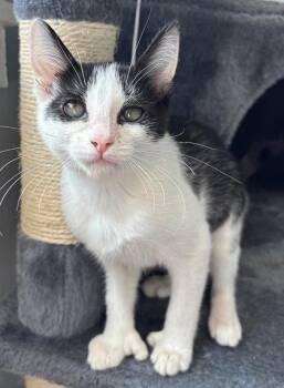 Charlotte 812-26 -  Domestic Short Hair Cat for Adoption in Cumming, Georgia - Charlotte 812-26 | PetCurious