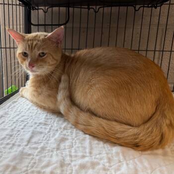Butterball-C -  American Shorthair and Domestic Short Hair Cat for Adoption in East St. Louis, Illinois - Butterball-C | PetCurious