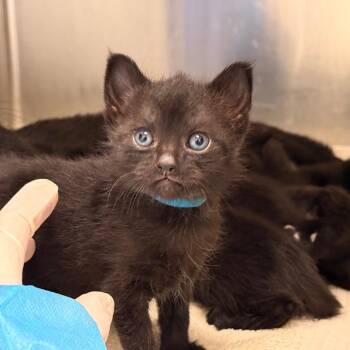 Finch -  Domestic Short Hair Cat for Adoption in Philadelphia, Pennsylvania - Finch | PetCurious