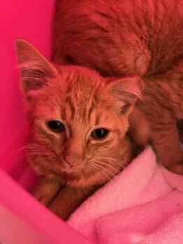 Vesper -  Domestic Short Hair Cat for Adoption in Stratham, New Hampshire - Vesper | PetCurious