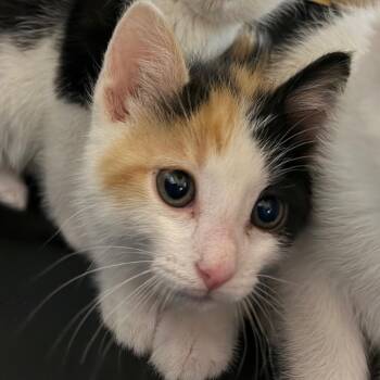 Domestic Short Hair Cats Available for Adoption in Watertown, New York - Sansa | PetCurious