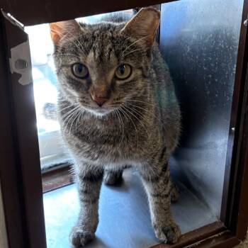 Gracie -  Domestic Short Hair Cat for Adoption in Sarasota, Florida - Gracie | PetCurious