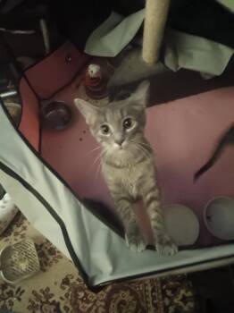 Chicago -  Domestic Short Hair Cat for Adoption in Wheaton, Illinois - Chicago | PetCurious