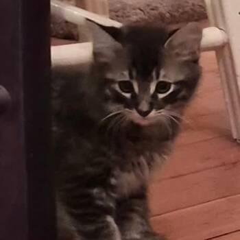 Whiskers -  Domestic Medium Hair Cat for Adoption in Gladstone, Oregon - Whiskers | PetCurious