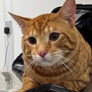 Domestic Short Hair Cats Available for Adoption - Ares | PetCurious