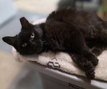 Domestic Medium Hair Cats Available for Adoption in Leesburg, Virginia - Missy | PetCurious