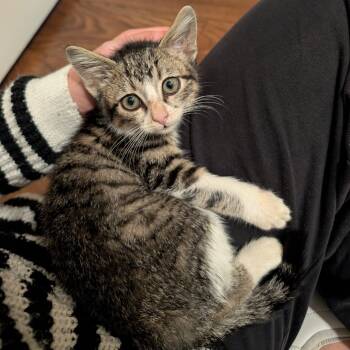 Rescue Domestic Short Hair Cats for Adoption in Brownsboro, Alabama - Dante | PetCurious