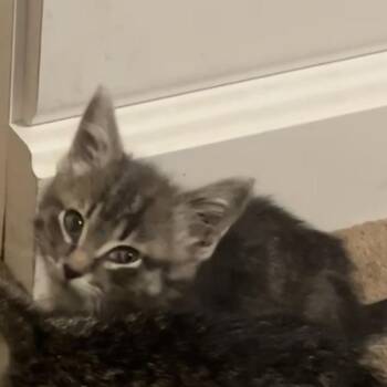 Kumar -  Domestic Short Hair Cat for Adoption in Matteson, Illinois - Kumar | PetCurious